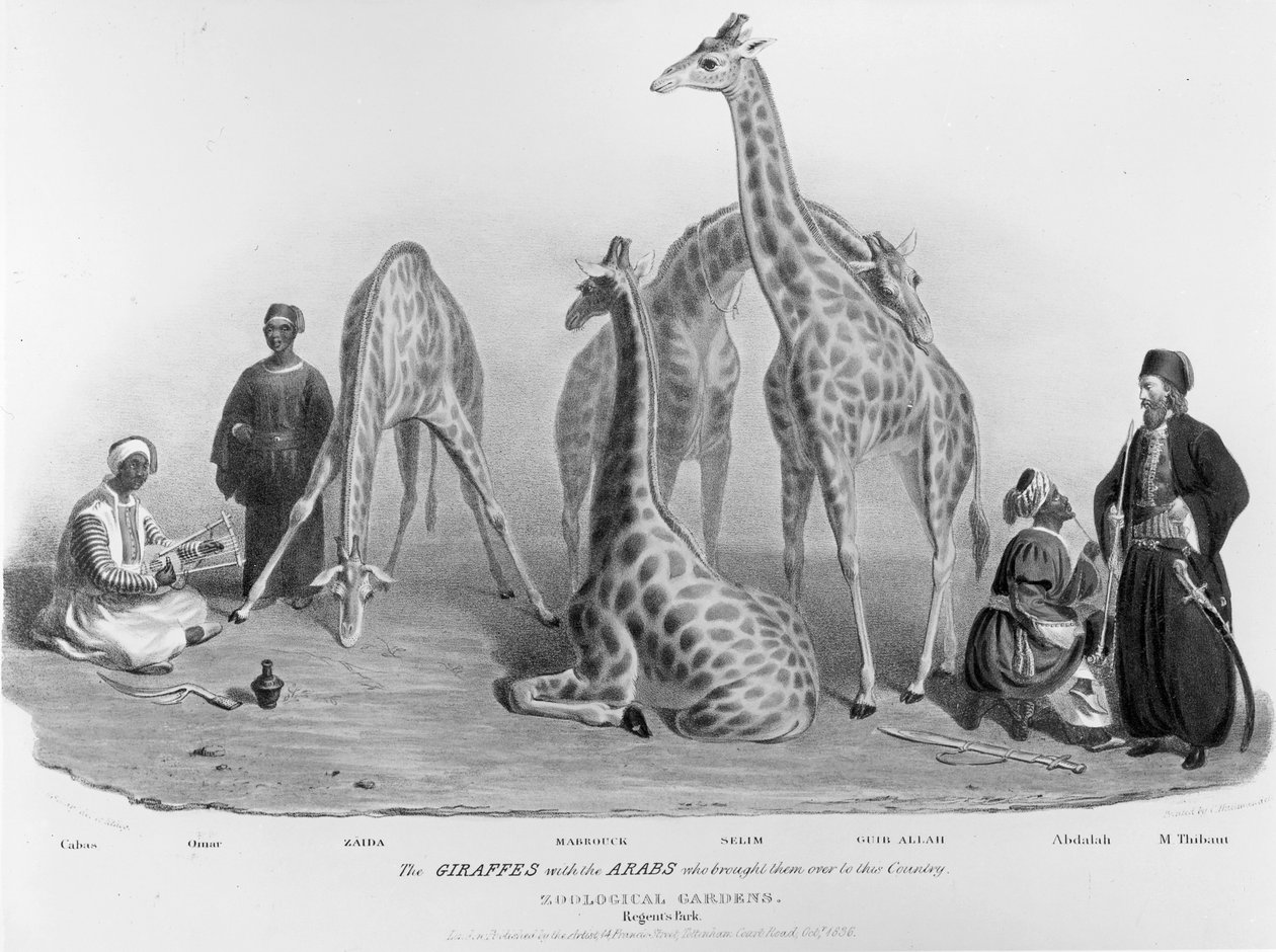 Les girafes avec les Arabes qui les ont amenées dans ce pays, Jardin zoologique, Regent