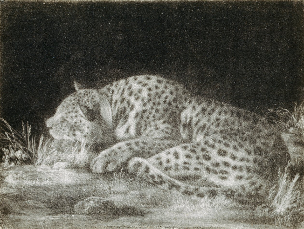Un tigre (un guépard endormi) - George Stubbs
