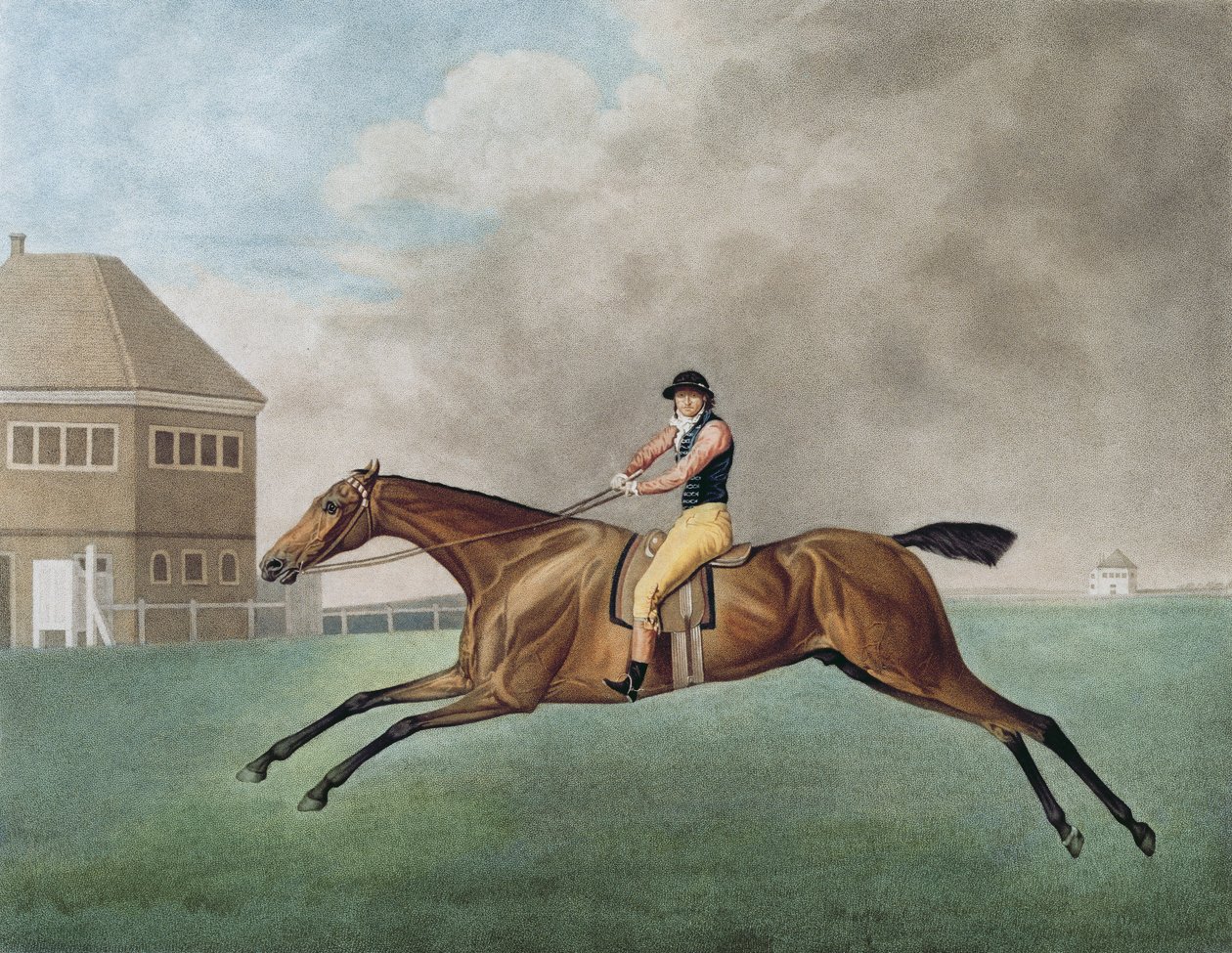 Baronnet - George Stubbs