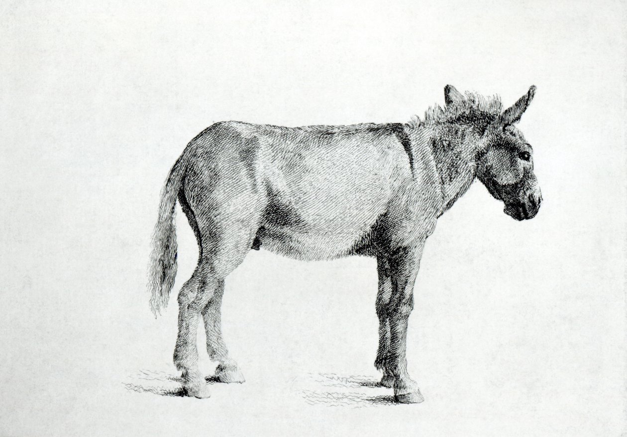 Âne 1766 - George Stubbs