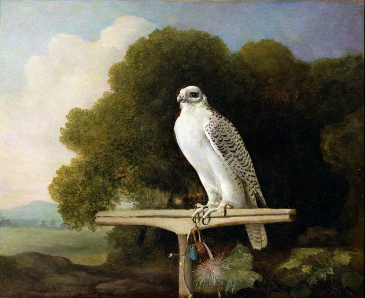 Faucon du Groenland (Faucon Gris), 1780 - George Stubbs