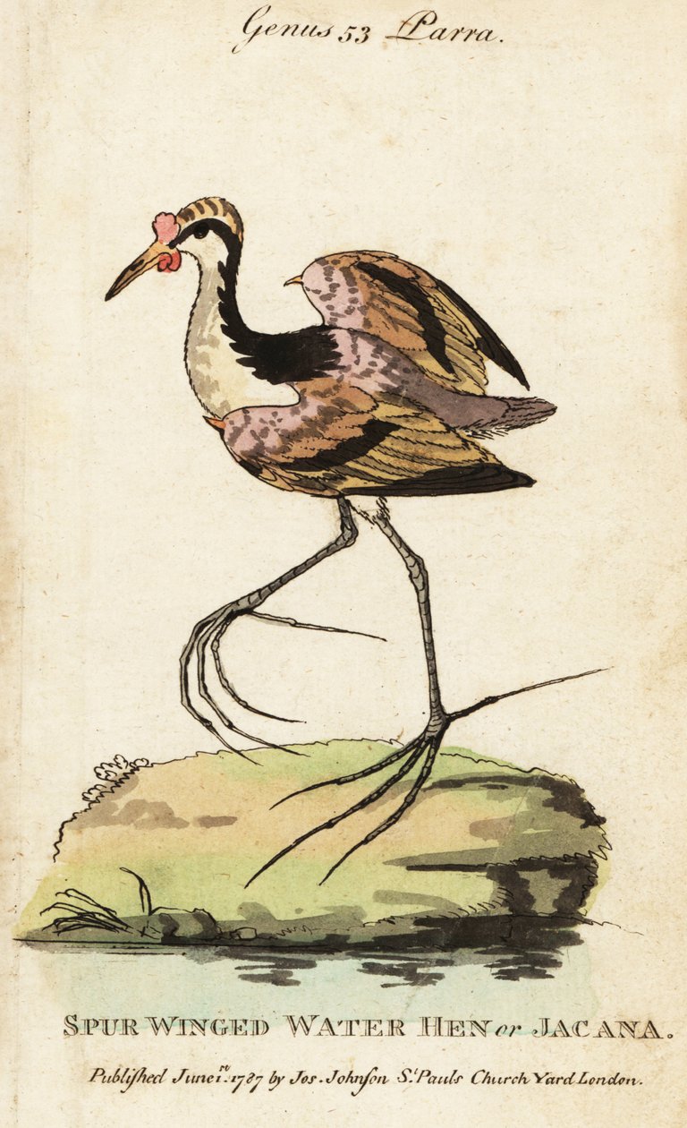 Jacana noir, Jacana jacana - George (after) Edwards