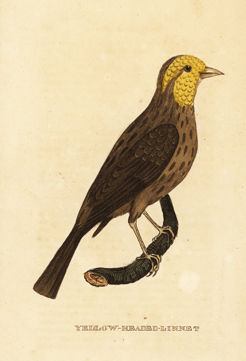 Gros-bec jaune, Pheucticus chrysopeplus - George (after) Edwards