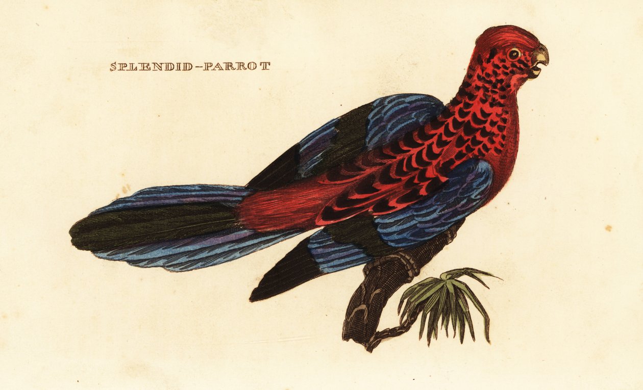 Perruche omnicolore, Platycercus elegans - George (after) Shaw