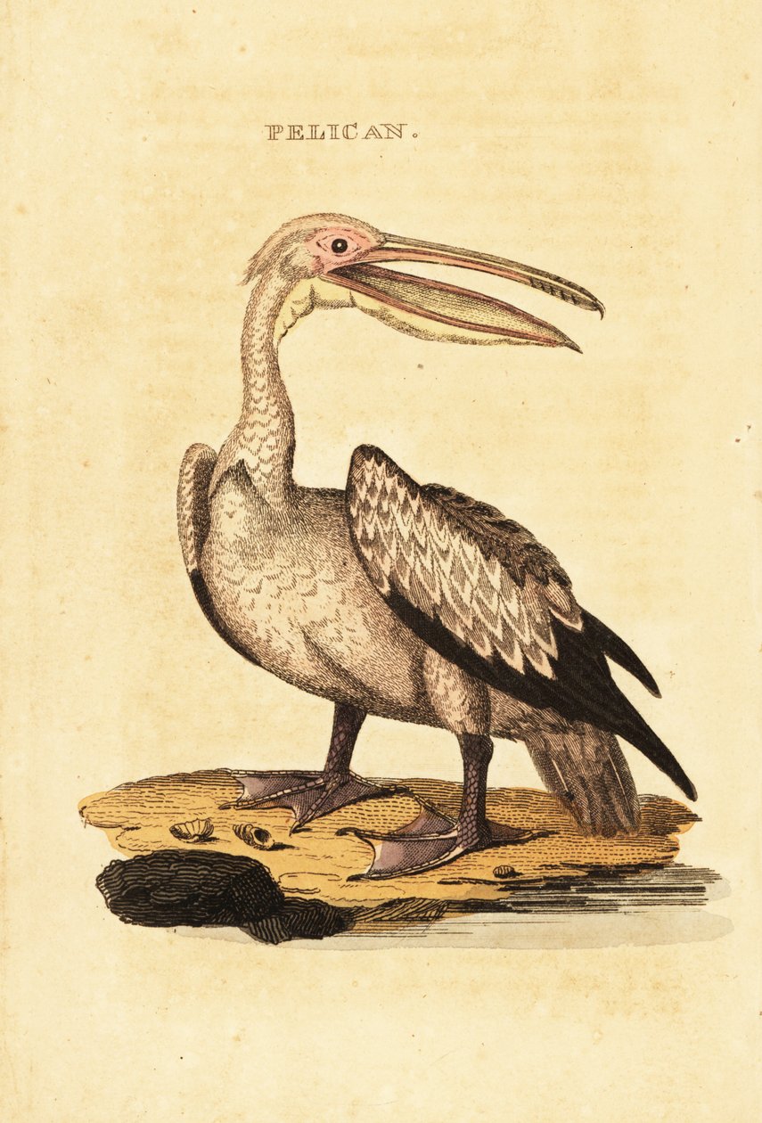 Grand pélican blanc, Pelecanus onocrotalus - George (after) Shaw