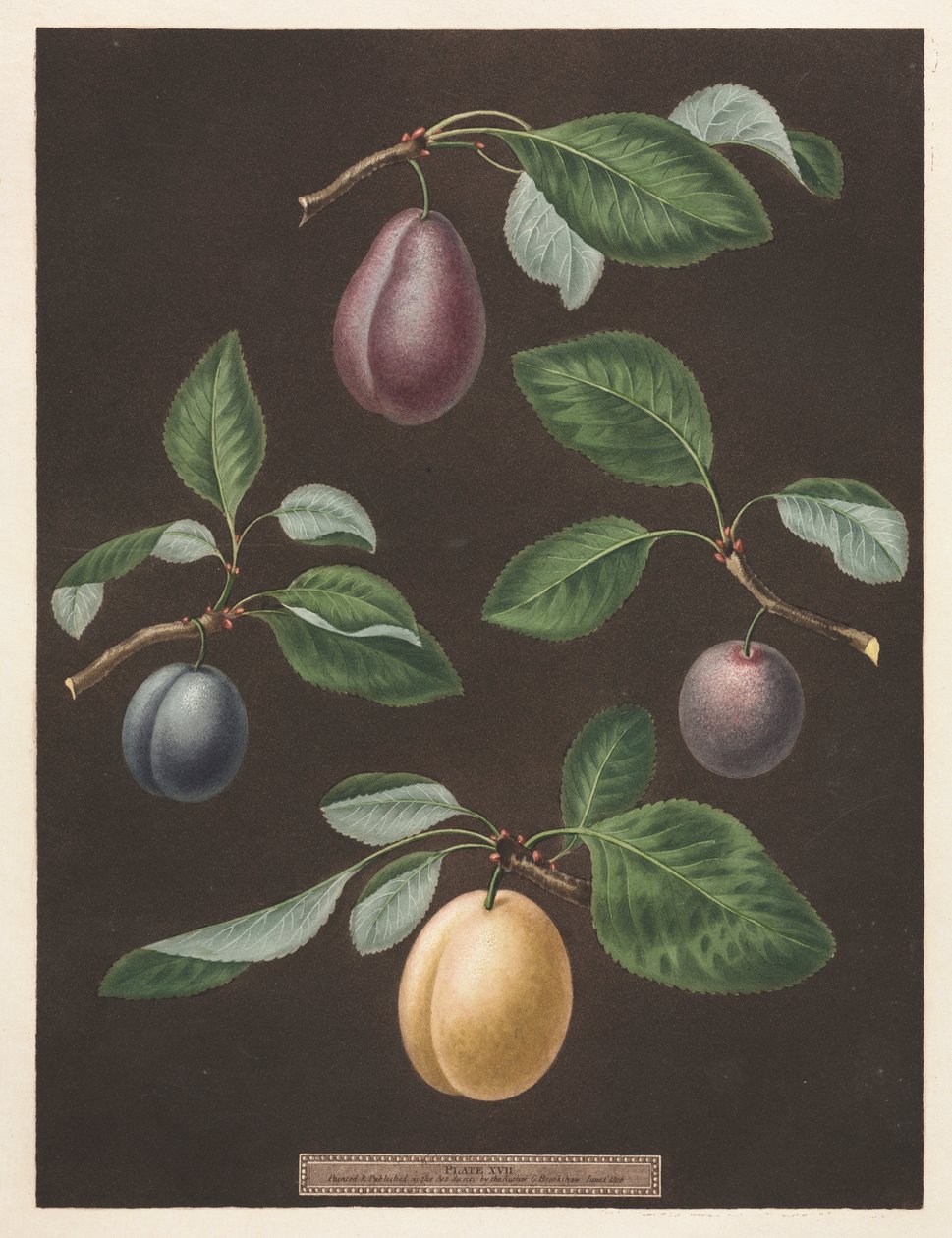 Pomona Britannica: No. 17 - Prunes - George Brookshaw