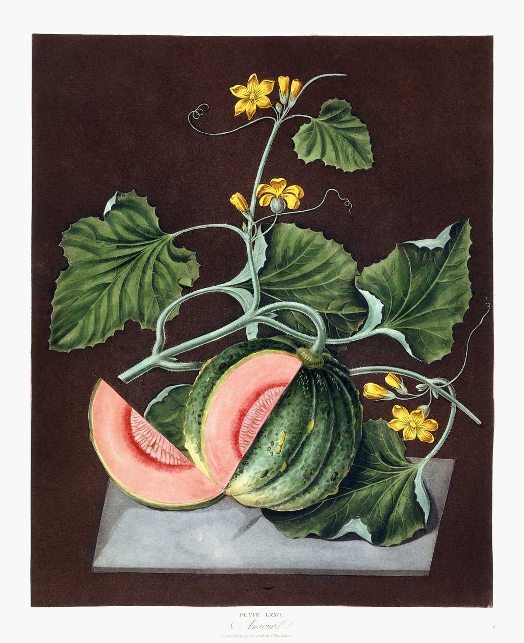Citrouille, 1812 - George Brookshaw