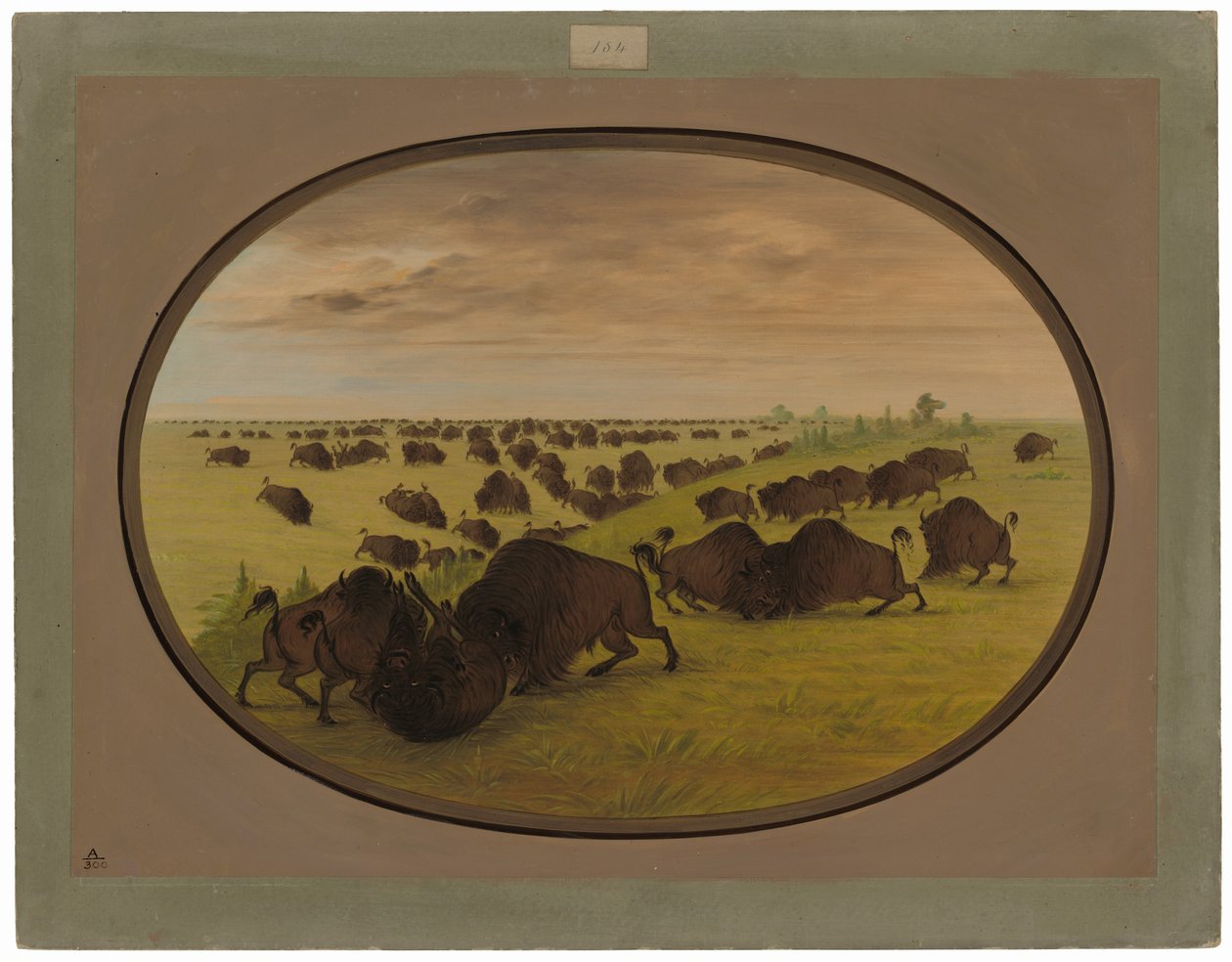 Taureaux se battant - George Catlin