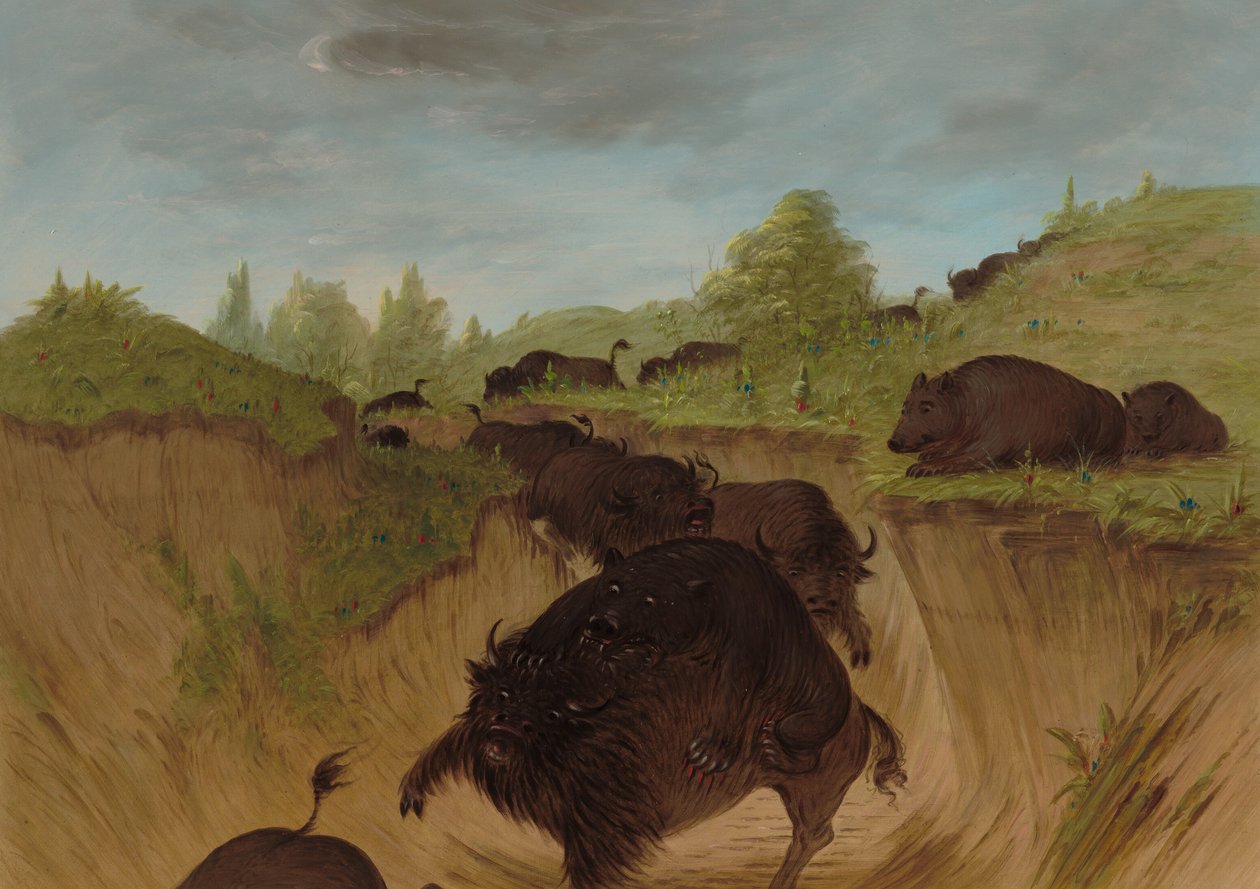 Ours grizzlis attaquant des buffles - George Catlin