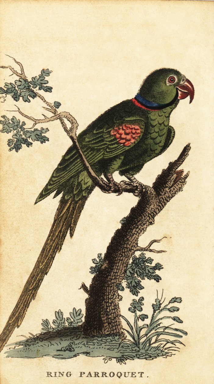 Perruche alexandrine, Psittacula eupatria (gravure) - George Edwards