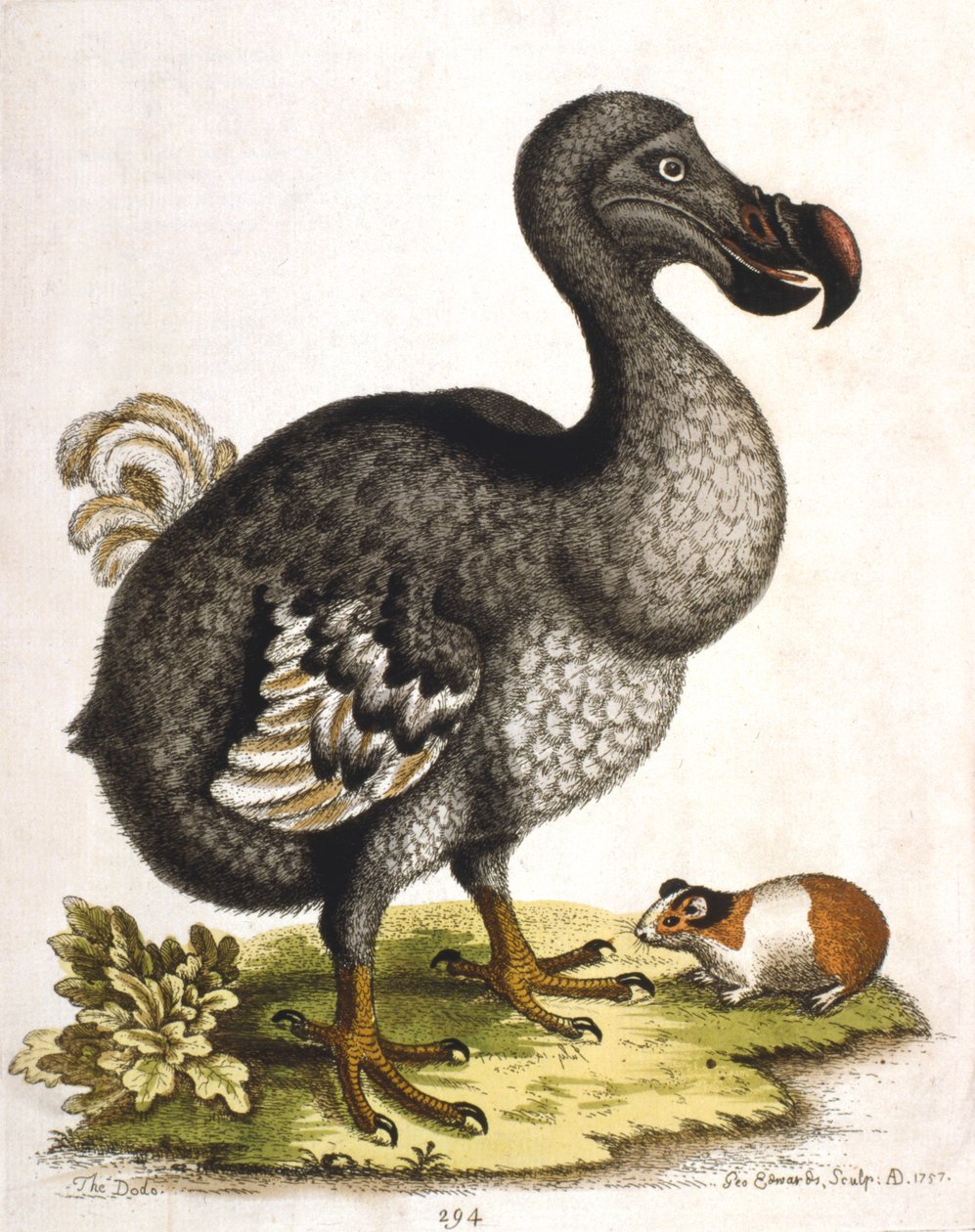 Dodo et cochon d