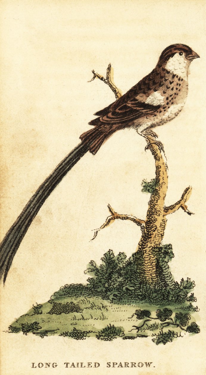 Veuve dominicaine, Vidua macroura (gravure) - George Edwards