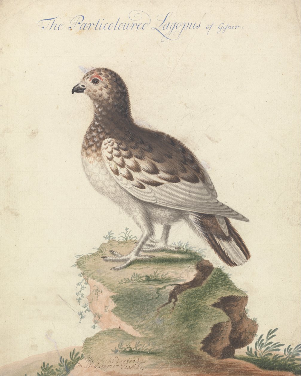 Lagopède - George Edwards