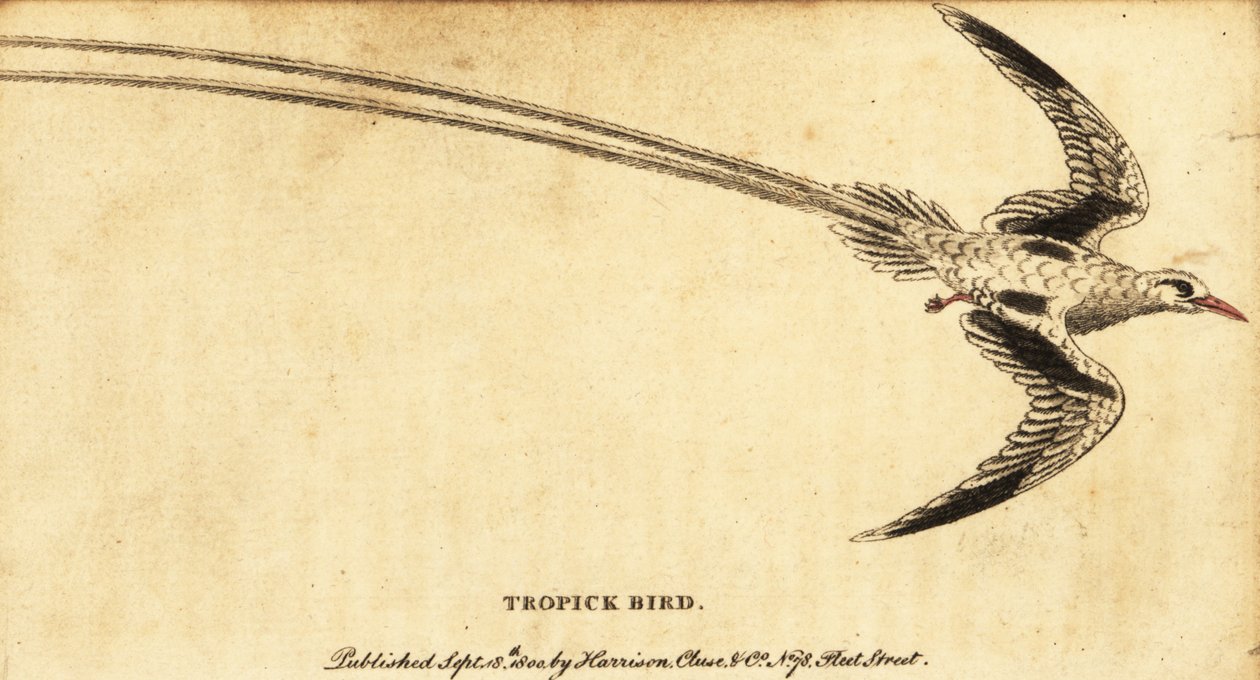 Phaéton à bec rouge, Phaethon aethereus (gravure) - George Edwards