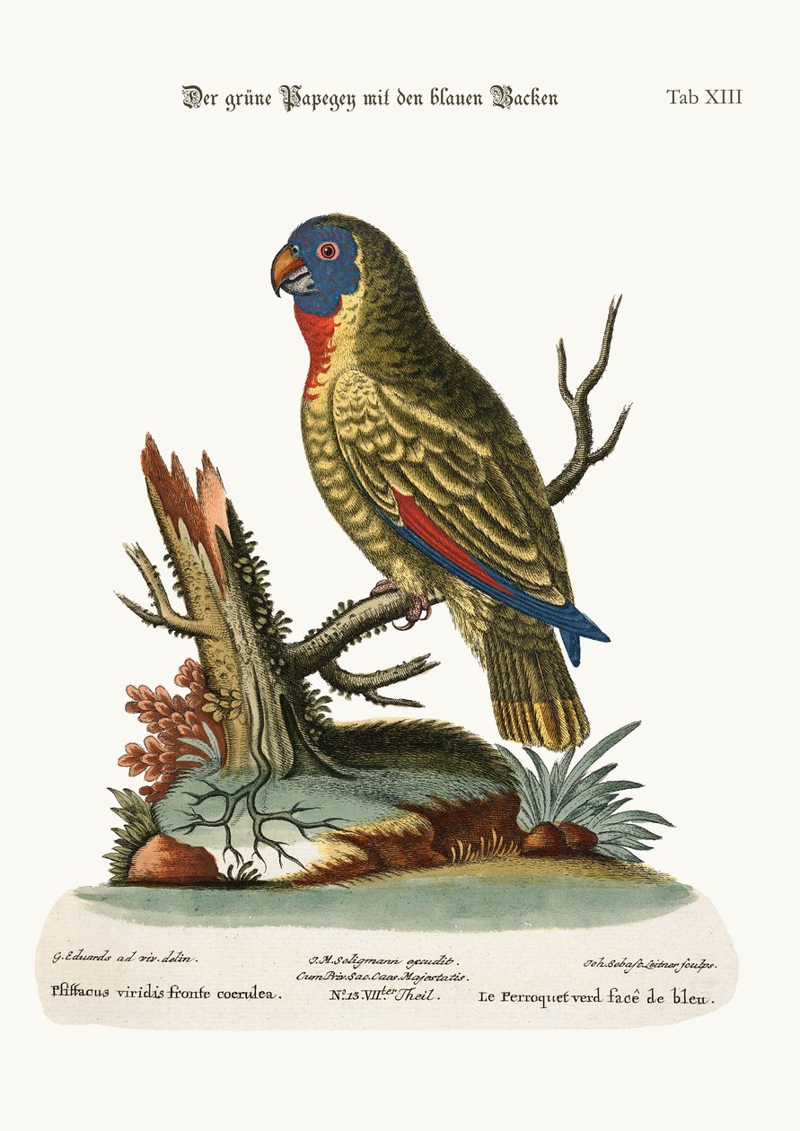 Le perroquet vert à face bleue, 1749-73 - George Edwards
