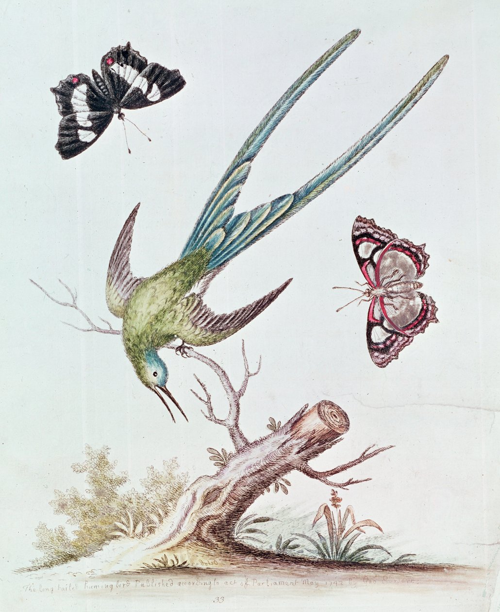 Le colibri à longue queue, 1742 - George Edwards