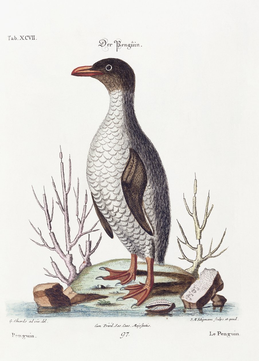 Le Pingouin, 1770 - George Edwards
