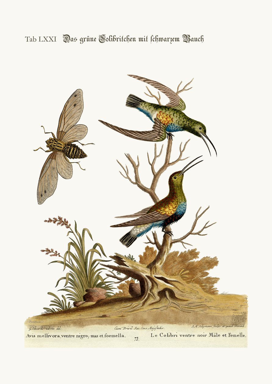 Le Colibri à ventre noir, 1749-73 - George Edwards