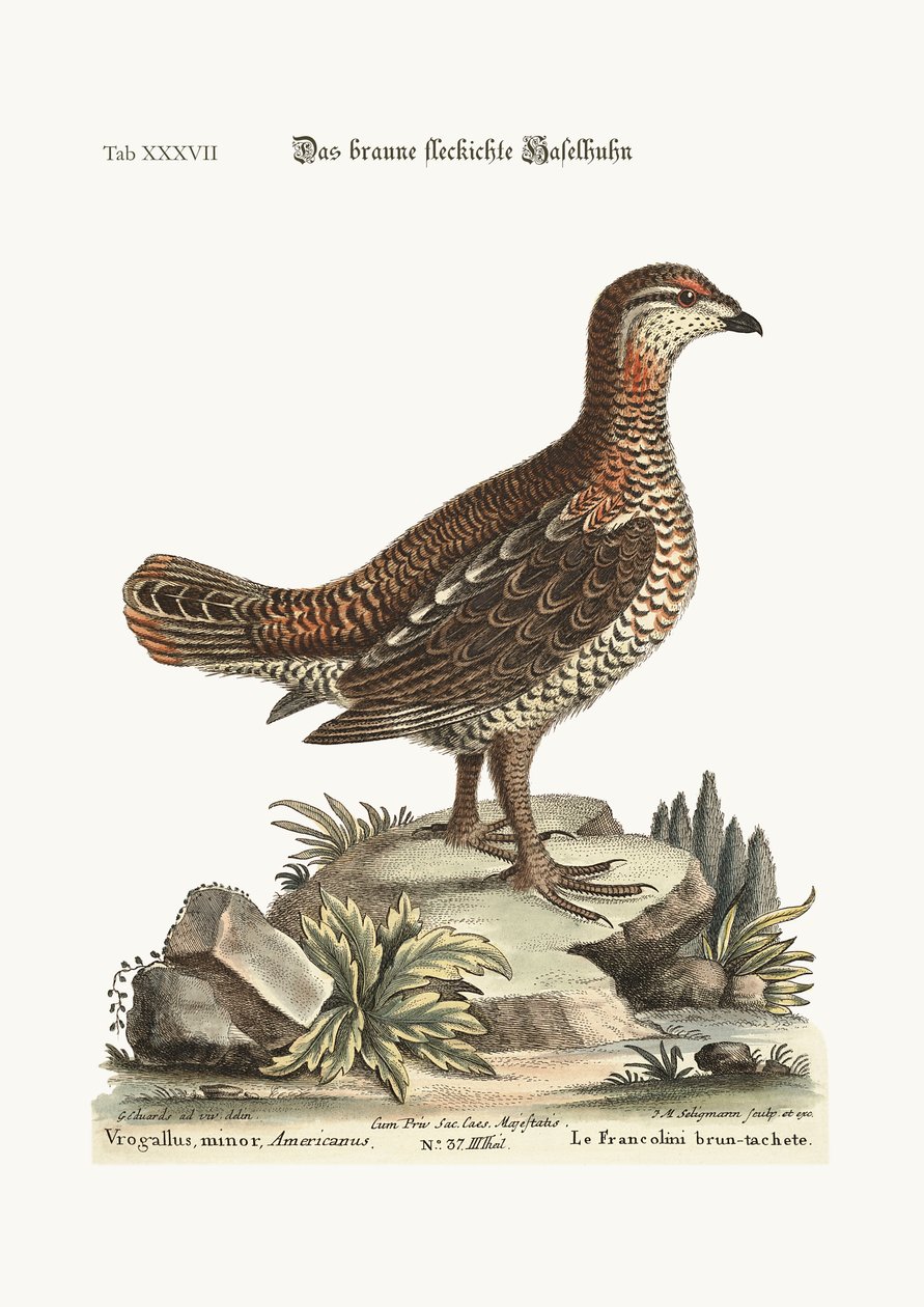 Le coq de bruyère brun et tacheté, 1749-73 - George Edwards