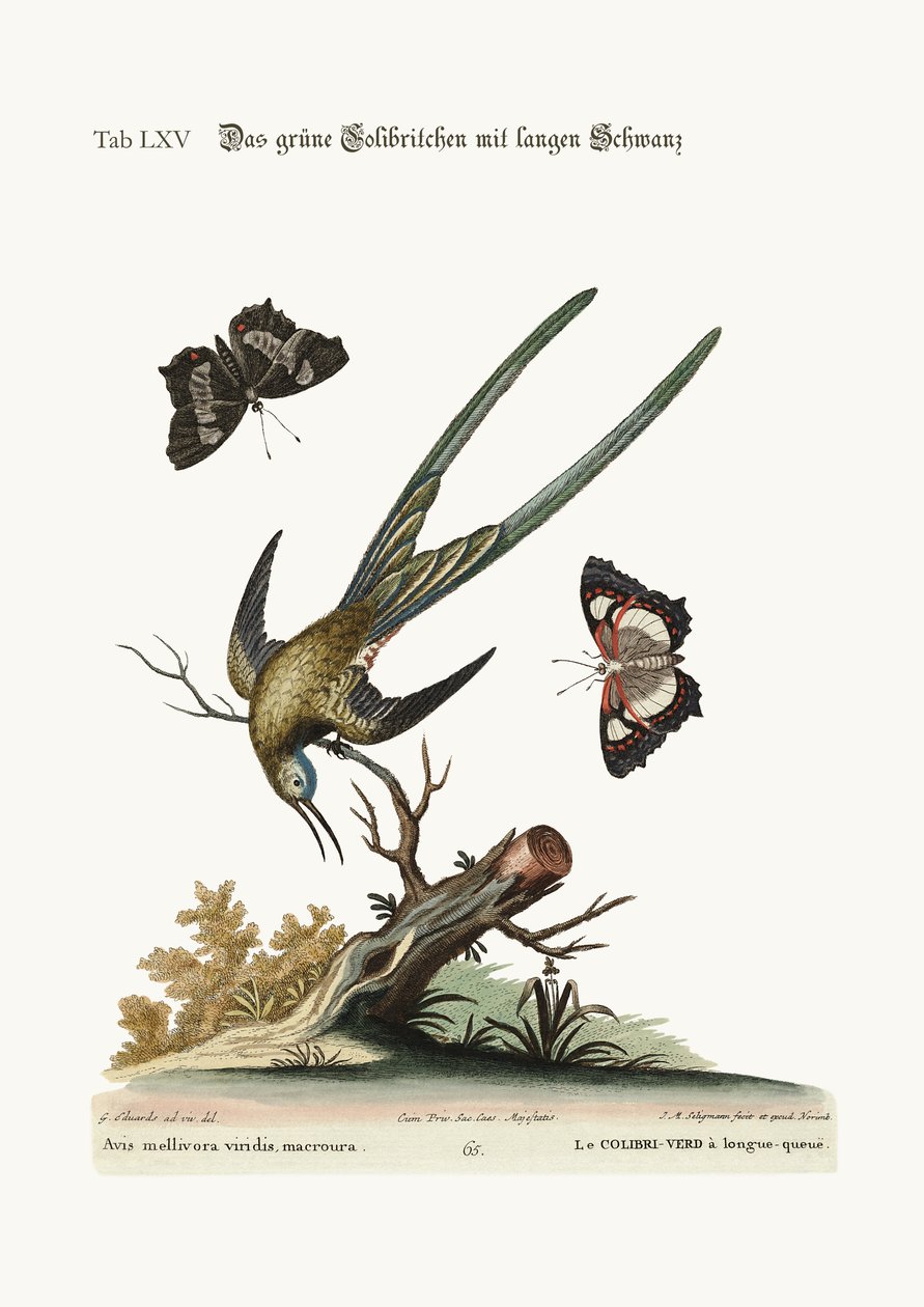 Le colibri à longue queue, 1749-73 - George Edwards