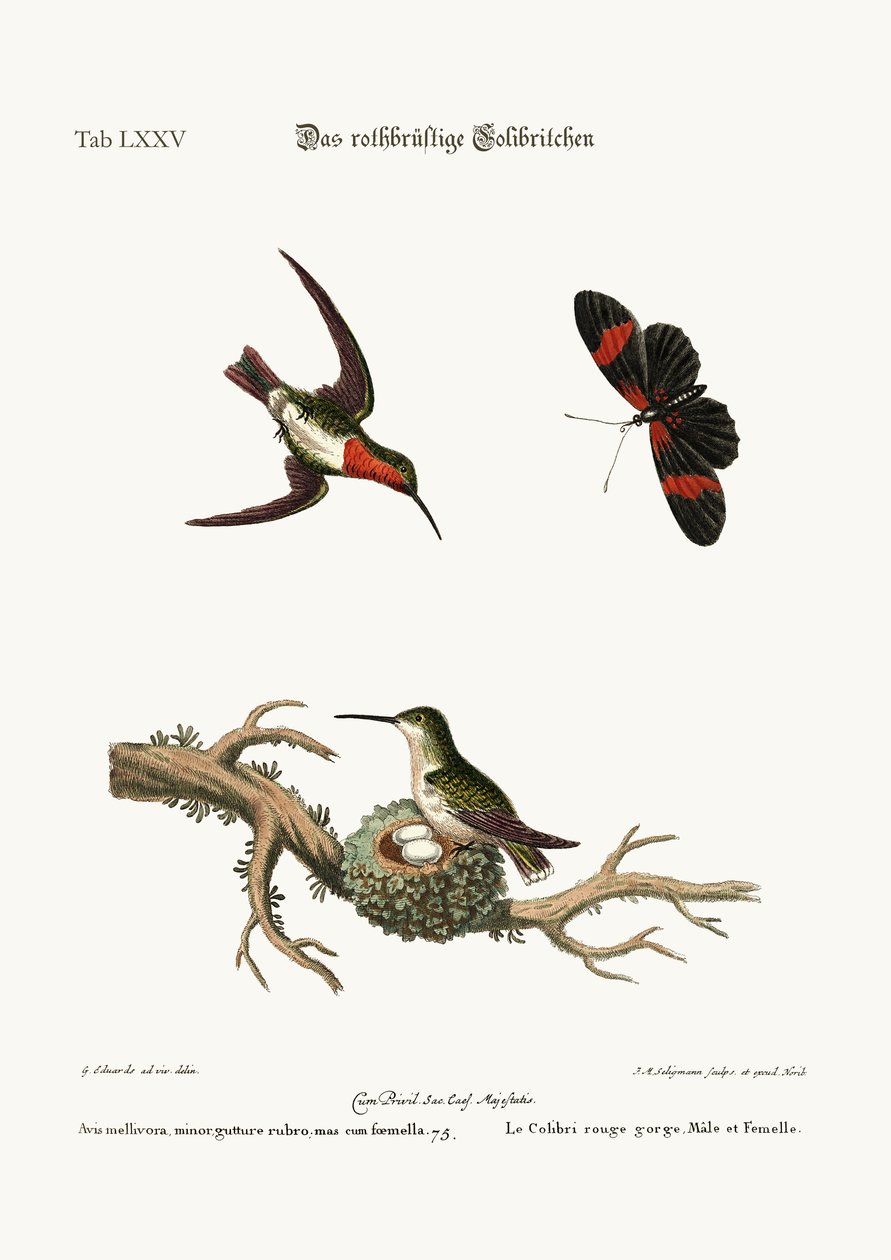 Le colibri à gorge rouge, 1749-73 - George Edwards