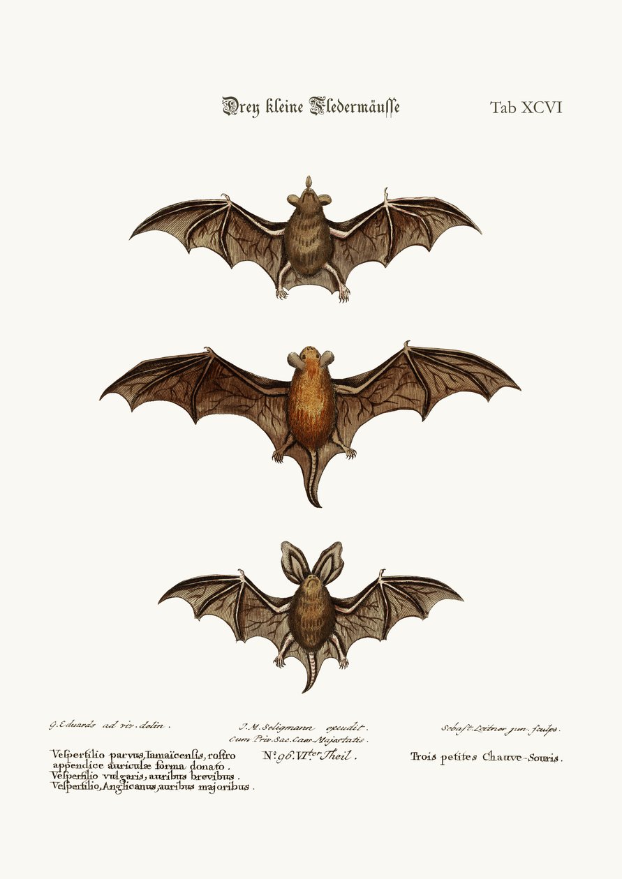 Trois petites chauves-souris, 1749-73 - George Edwards