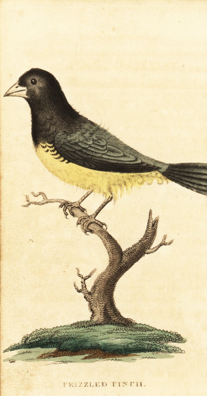 Sporophile à ventre jaune, Sporophila nigricollis (gravure) - George Edwards