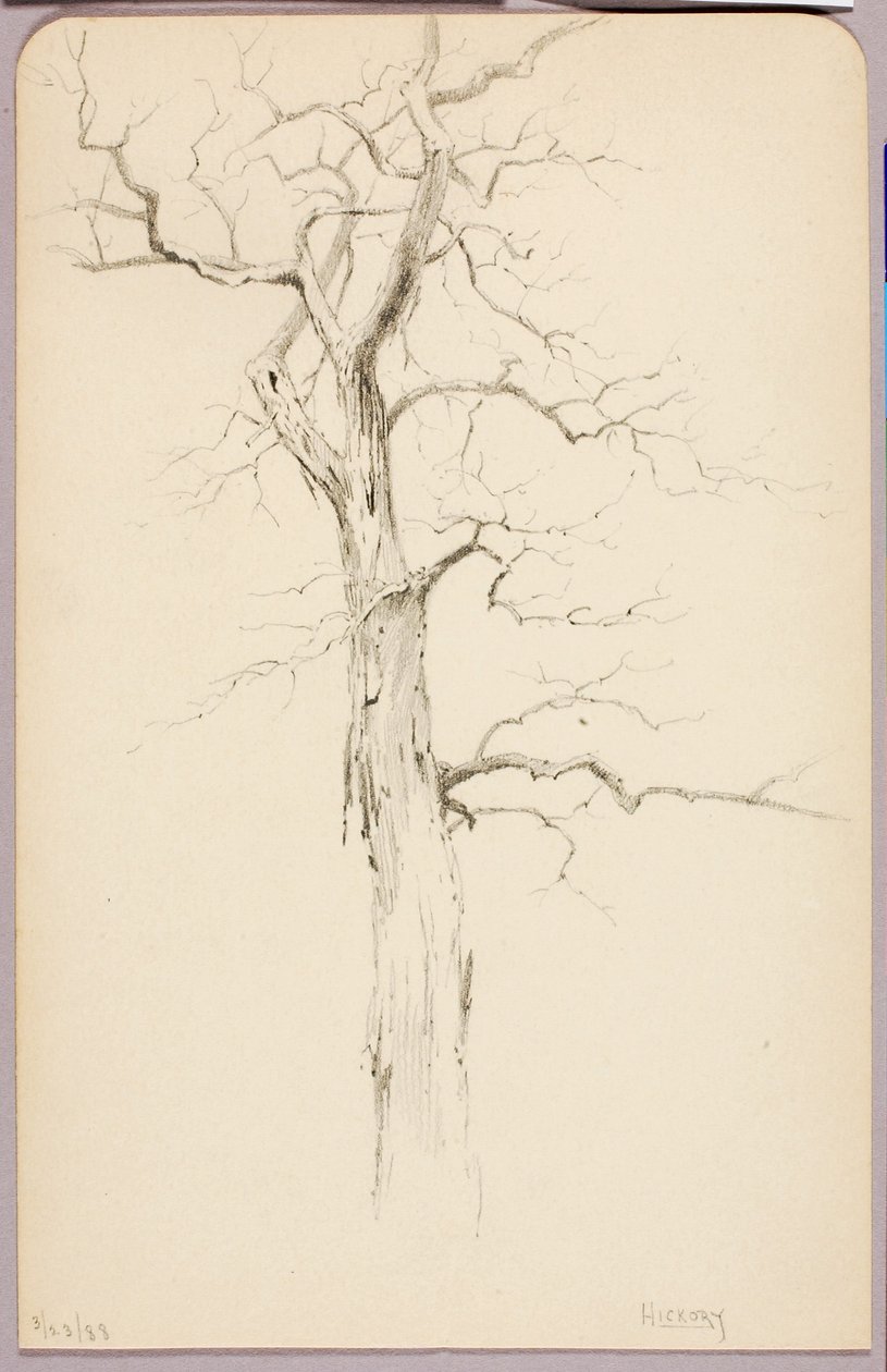 Hickory - George Elbert Burr