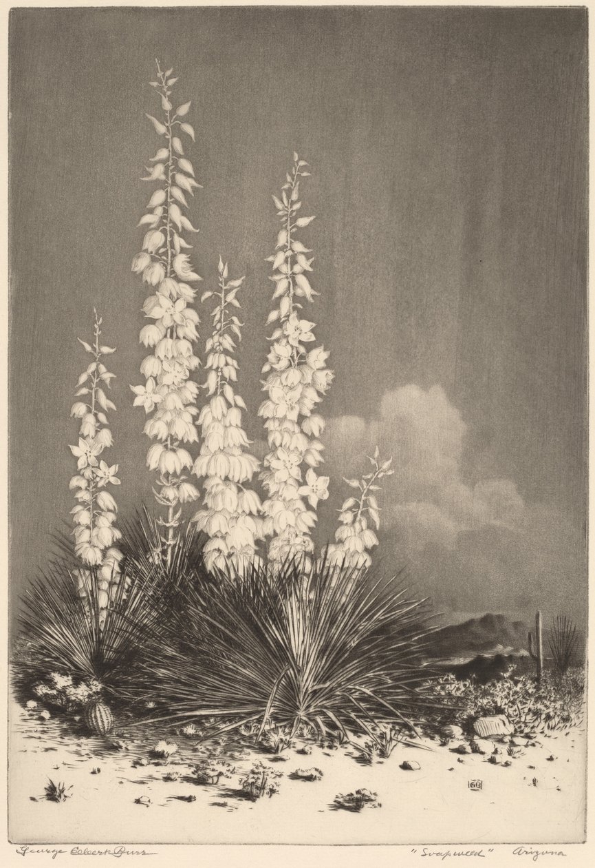Soapweed, Arizona - George Elbert Burr