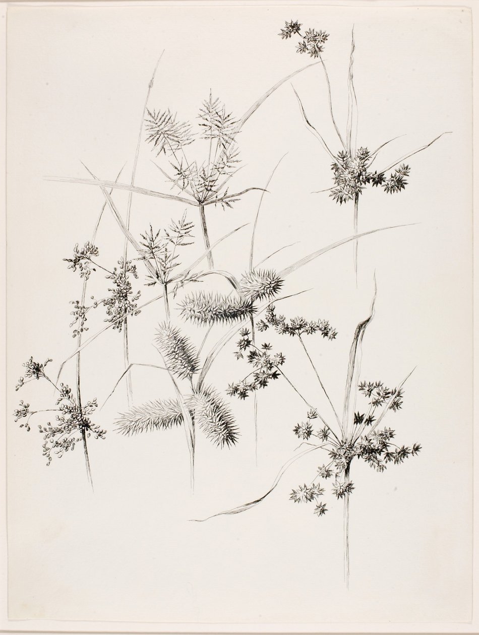 Sans titre (herbes de carex) - George Elbert Burr
