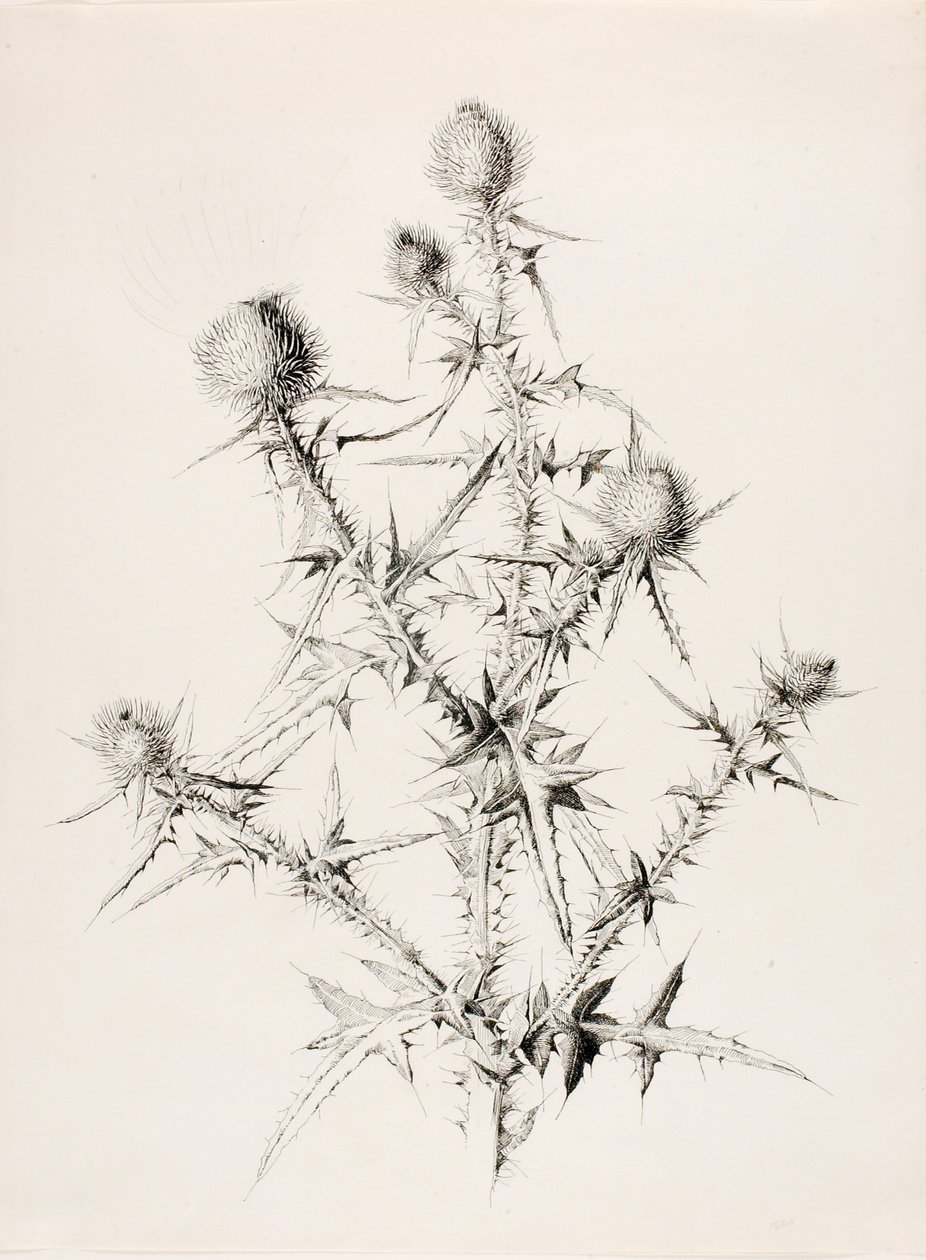 Sans titre (Chardon) - George Elbert Burr