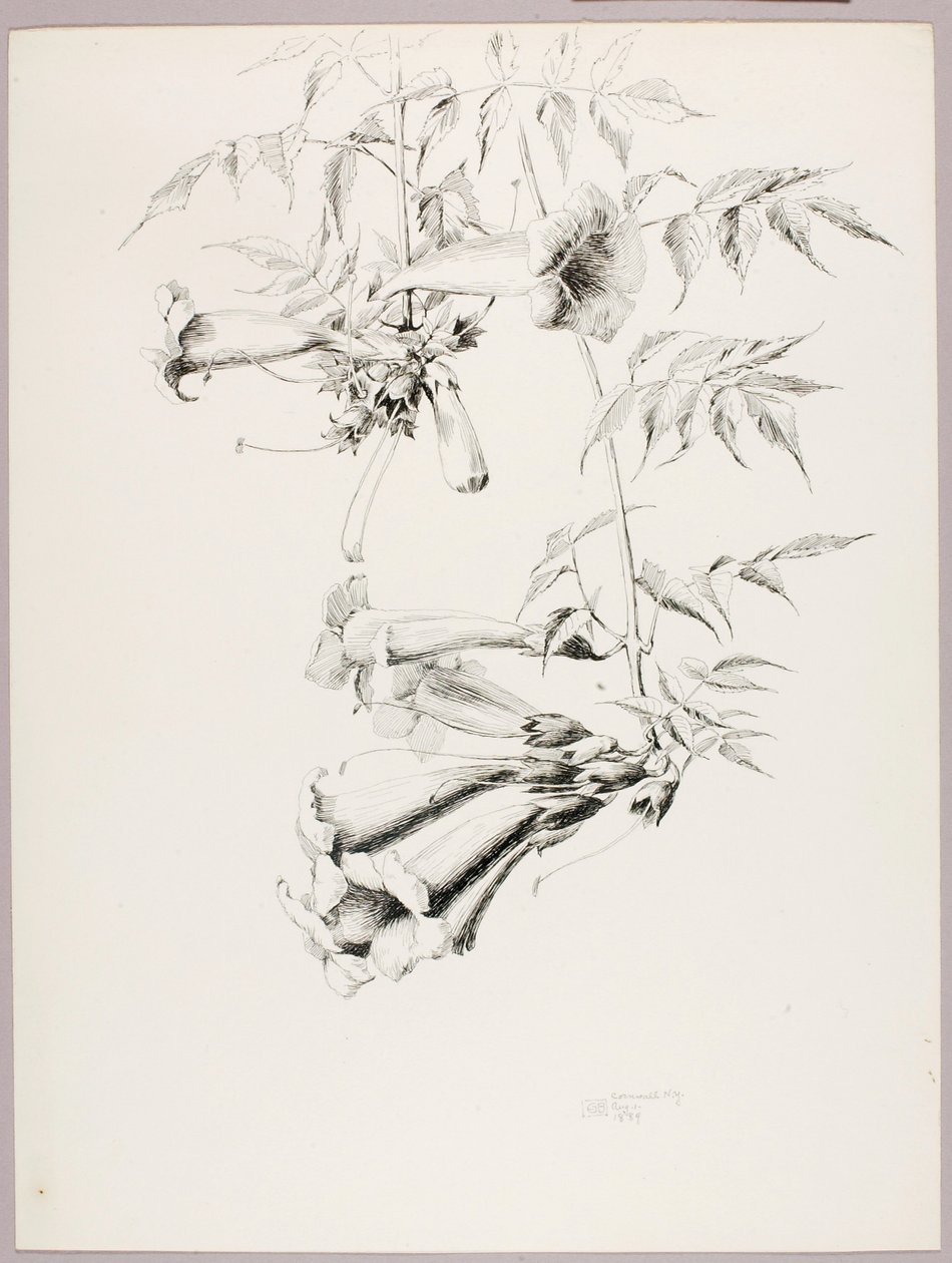 Sans titre (Trompette Vigne) - George Elbert Burr
