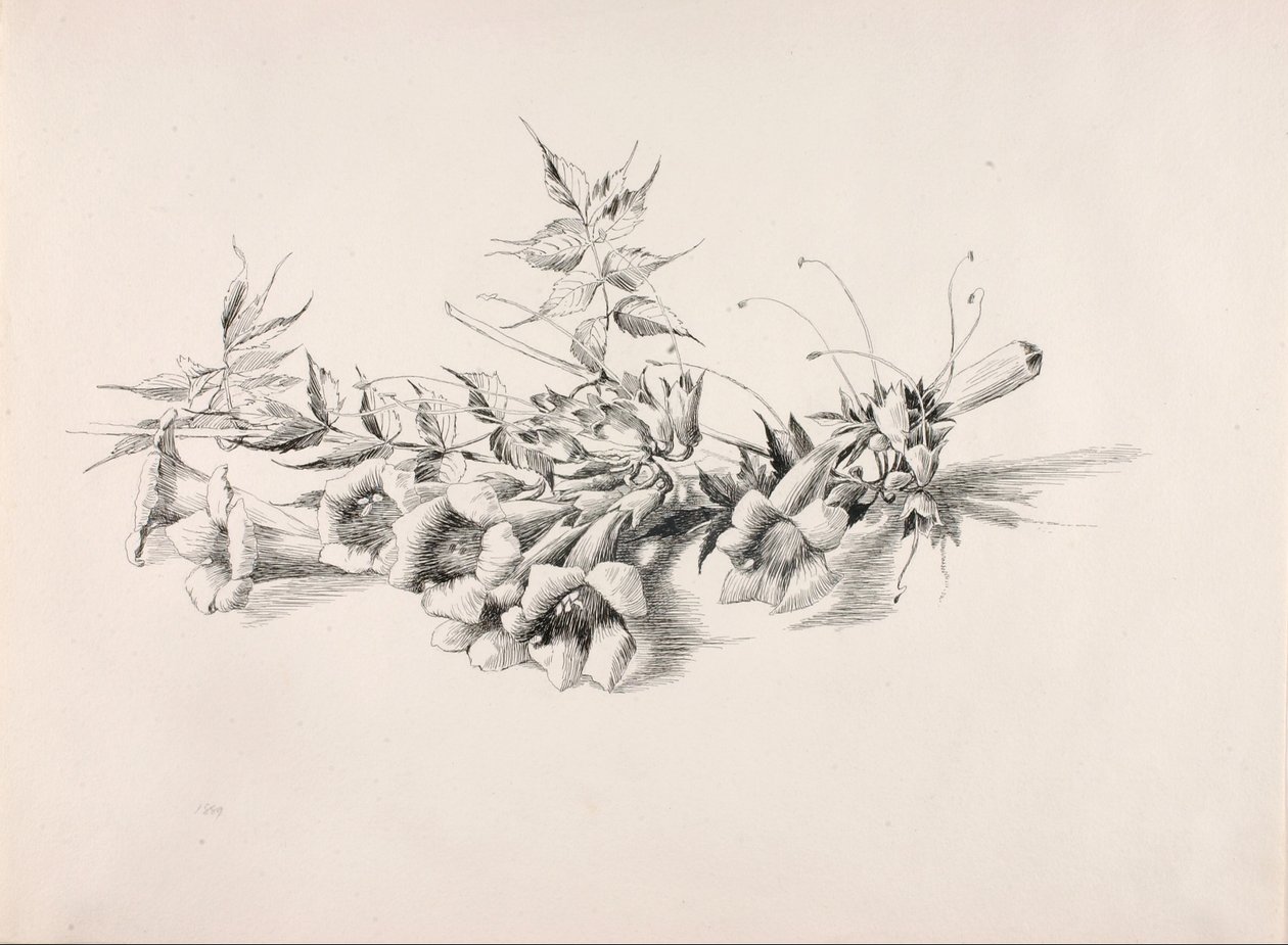 Sans titre (Campsis Radicans) - George Elbert Burr