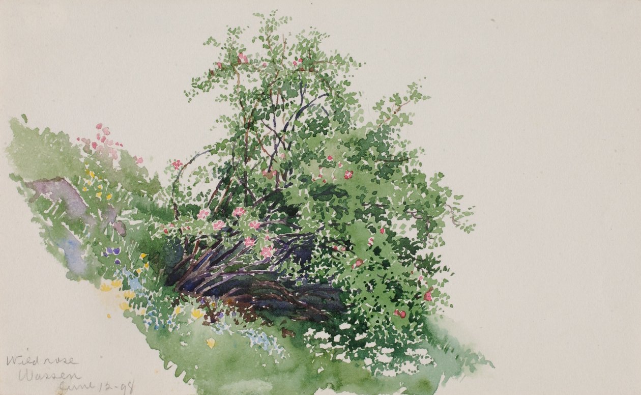 Wild Rose, Wassen - George Elbert Burr