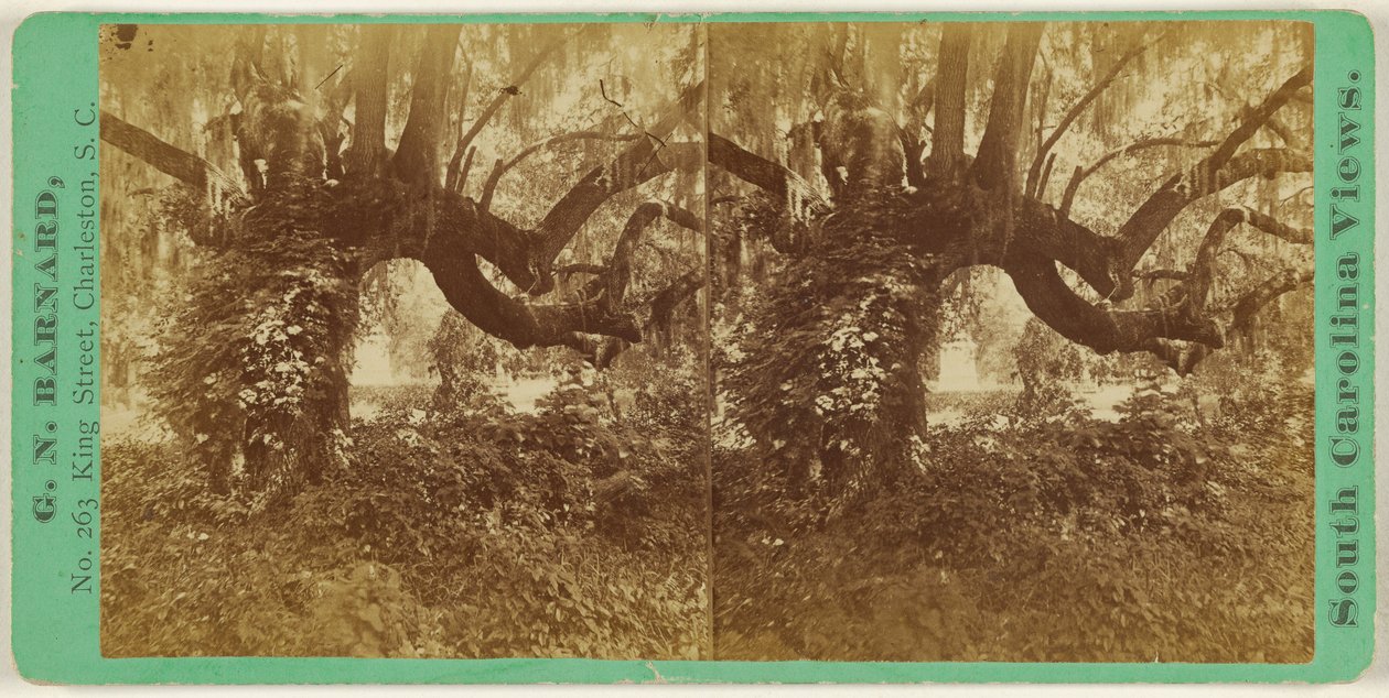 [Chênes vivants, cimetière de Magnolia] - George N. Barnard