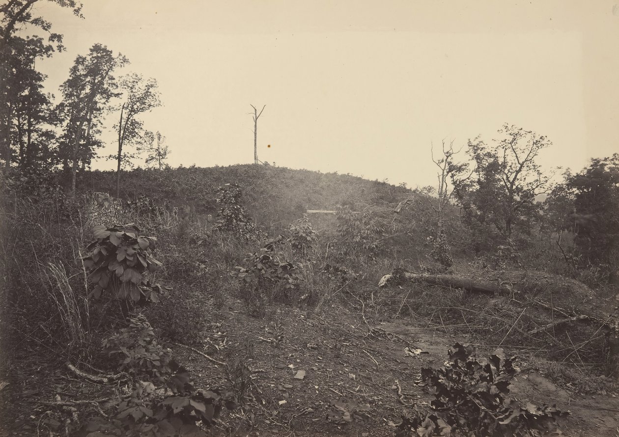 Montagne de pins, années 1860 - George N. Barnard