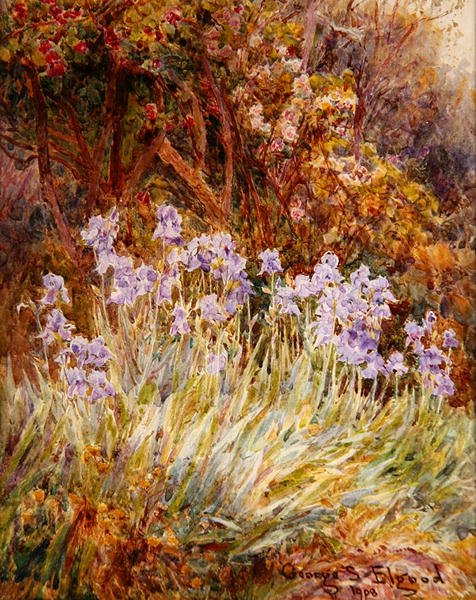 Iris bleu pâle, Florence - George Samuel Elgood