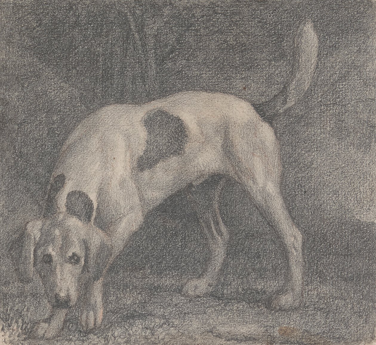 Un Foxhound sur la Piste - George Stubbs