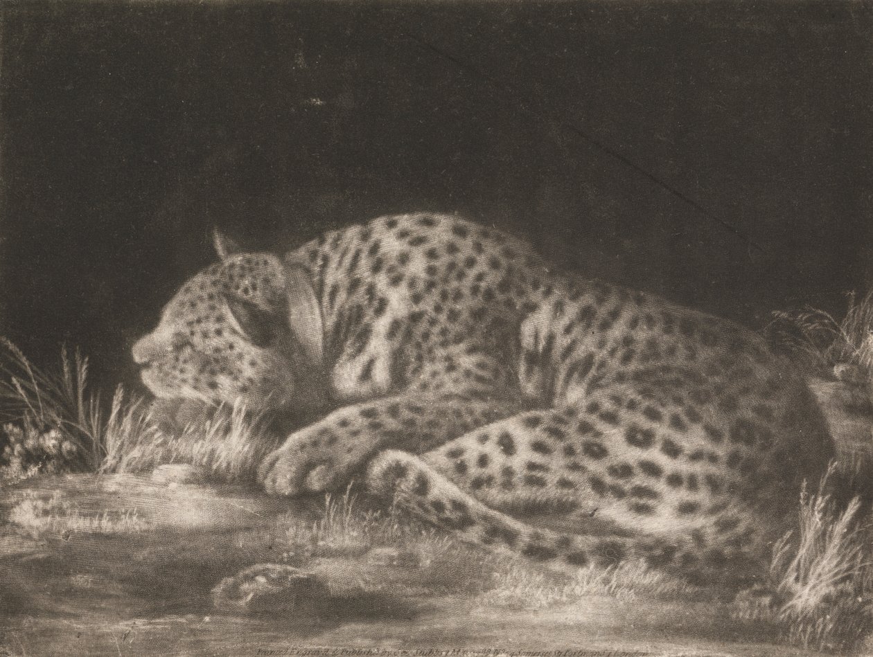 Un tigre (léopard endormi) - George Stubbs
