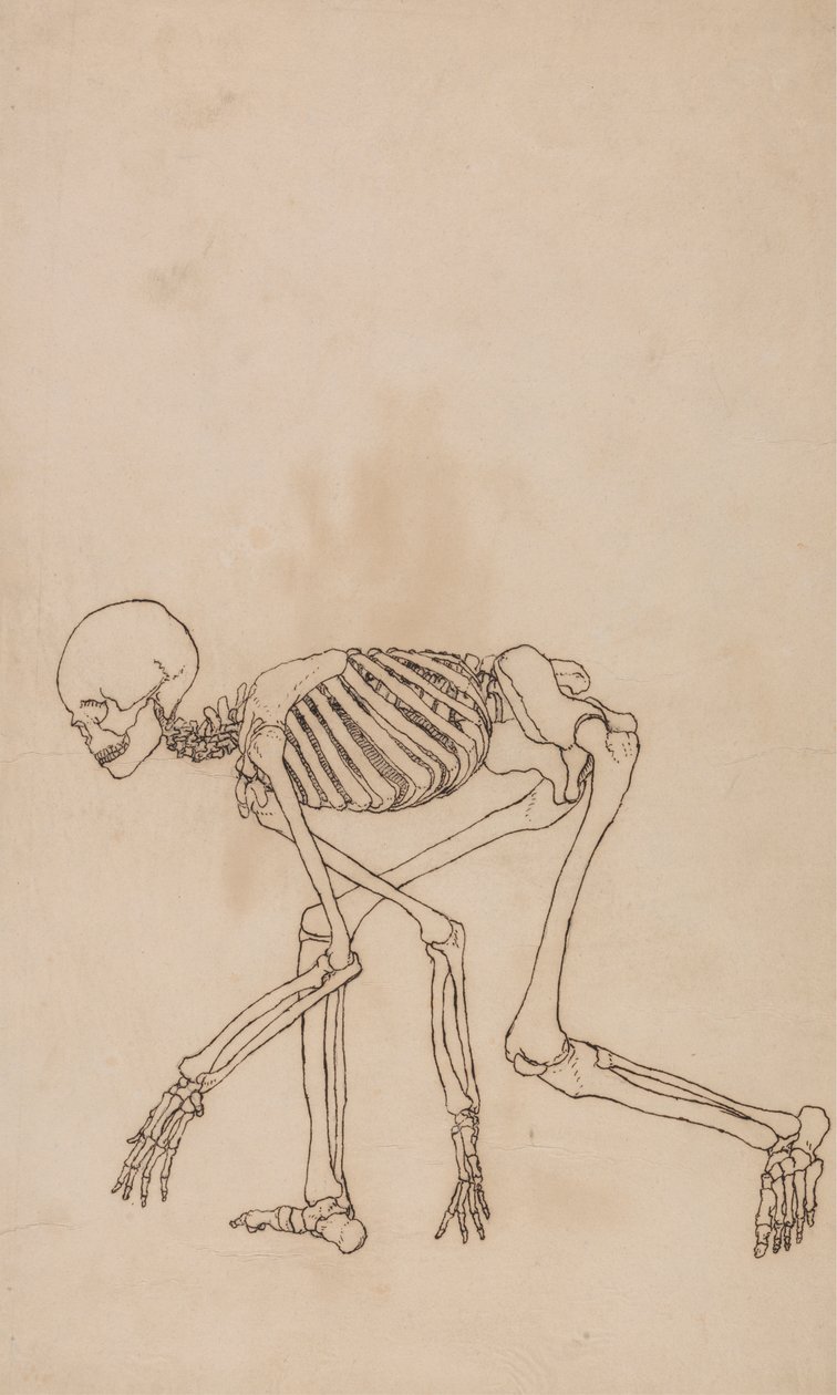 Squelette Humain, Vue Latérale - George Stubbs