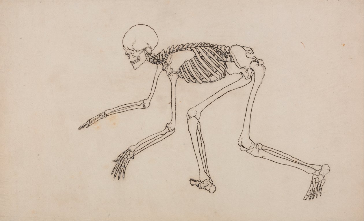 Squelette humain, vue latérale - George Stubbs