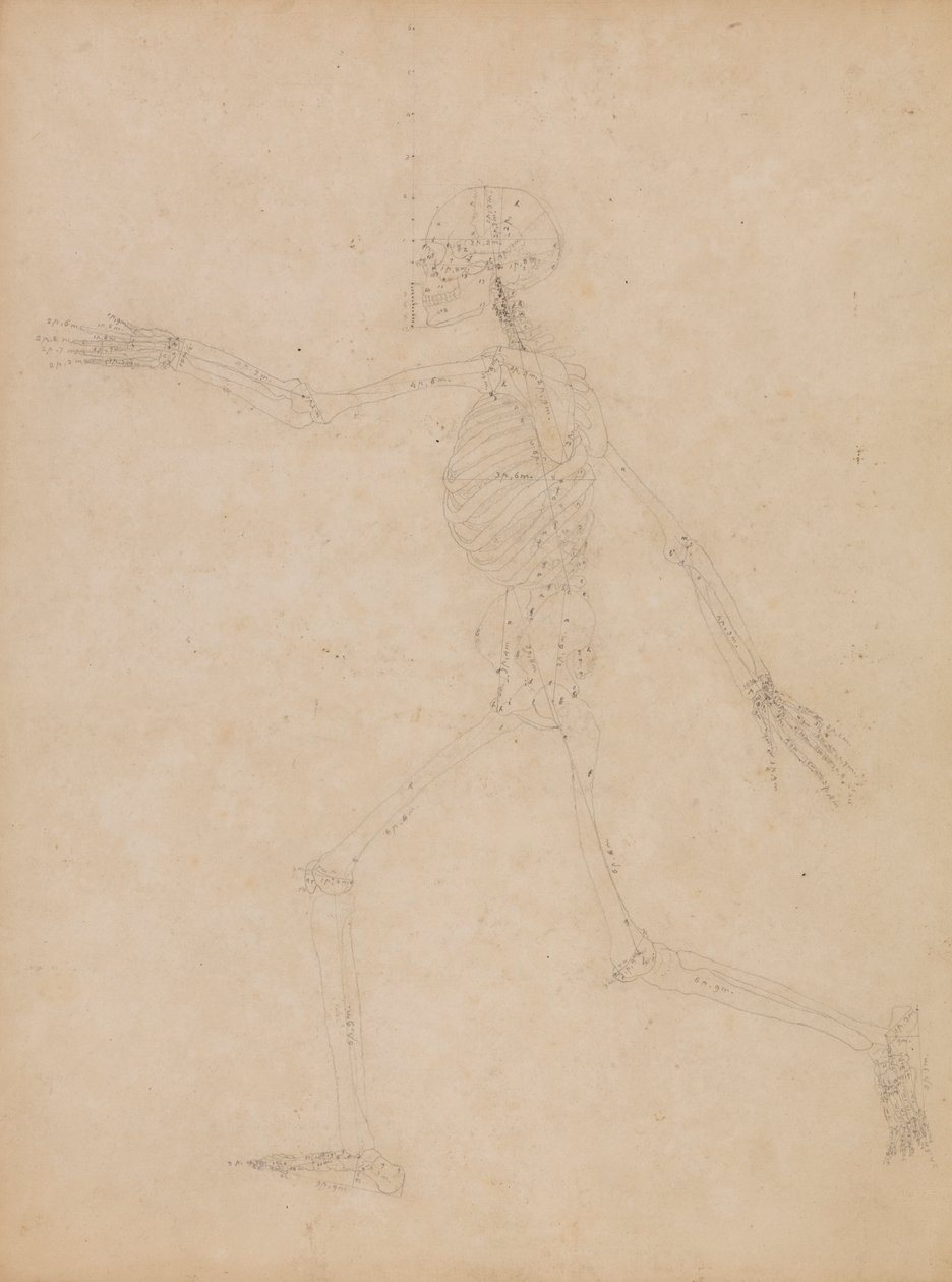 Squelette humain, vue latérale - George Stubbs