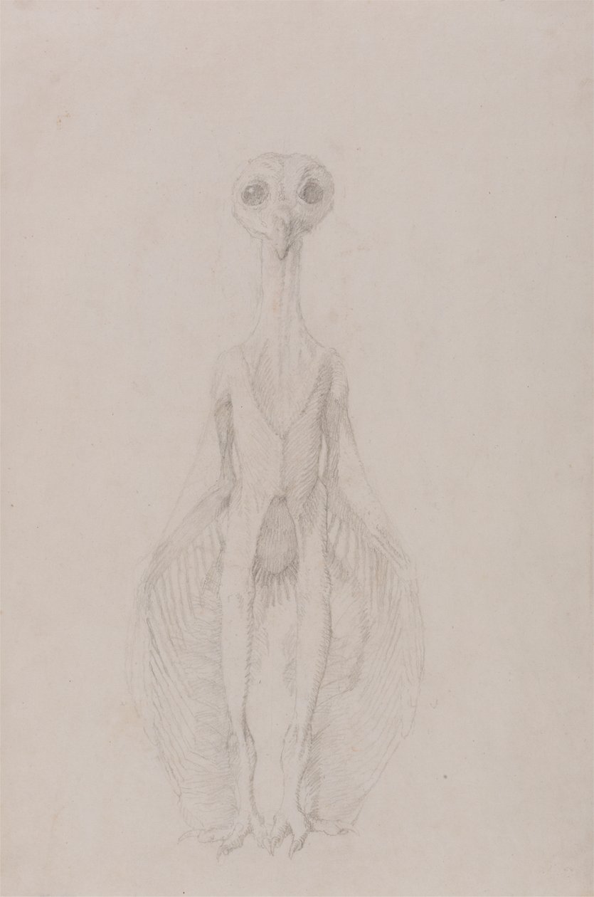 Chouette debout, vue antérieure - George Stubbs