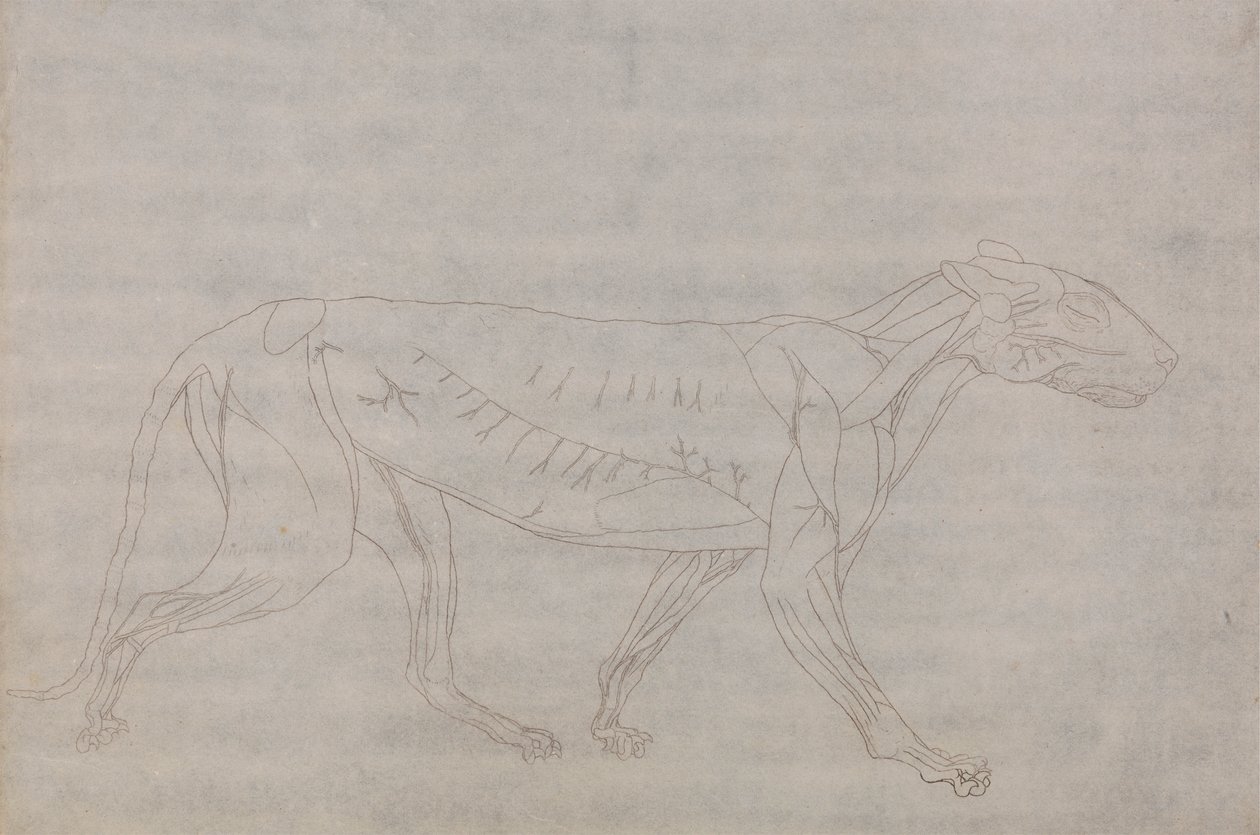 Corps de tigre, vue latérale - George Stubbs