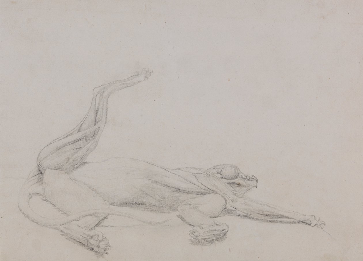 Corps de tigre, couché, vue ventrale - George Stubbs