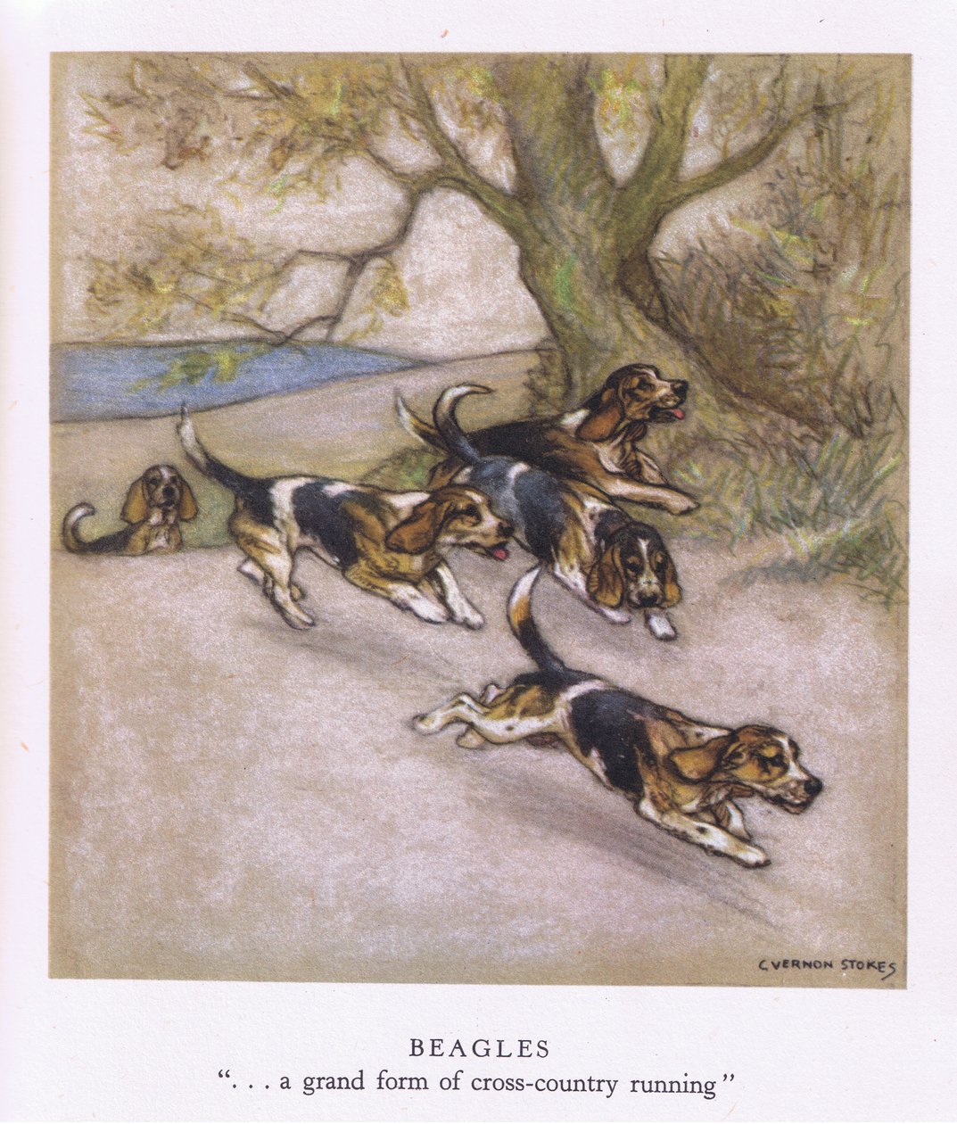Beagles (lithographie couleur) - George Vernon Stokes