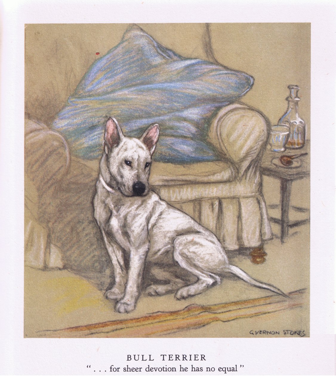 Bull Terrier (lithographie couleur) - George Vernon Stokes