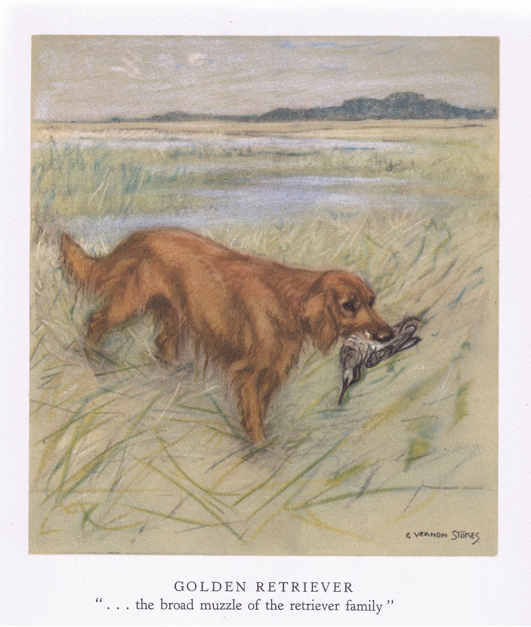 Golden Retriever (lithographie couleur) - George Vernon Stokes