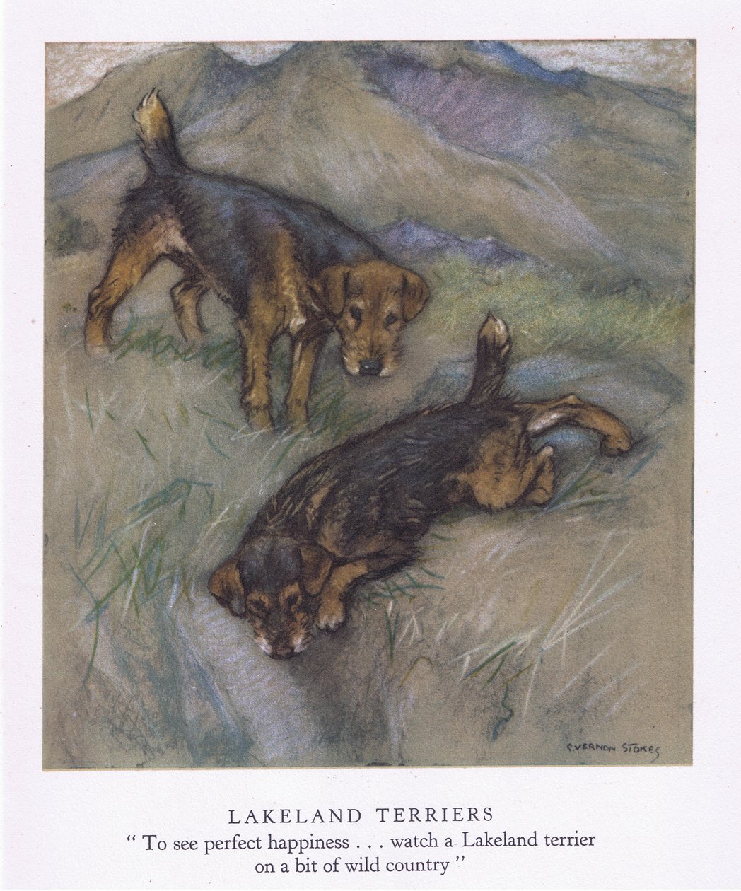 Lakeland Terriers (lithographie couleur) - George Vernon Stokes