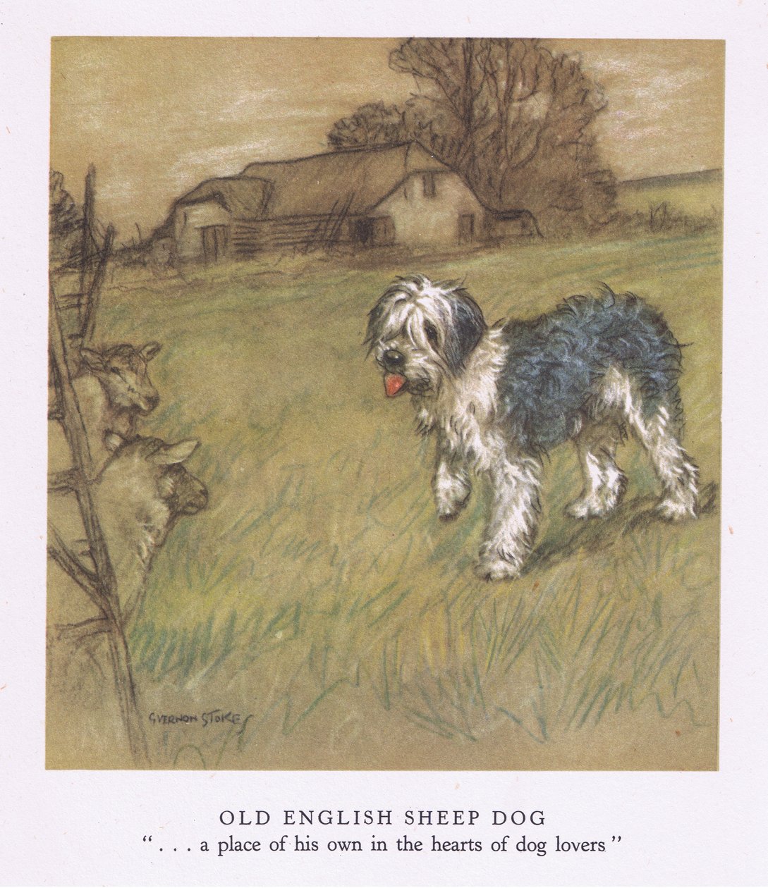 Chien de berger anglais (lithographie couleur) - George Vernon Stokes